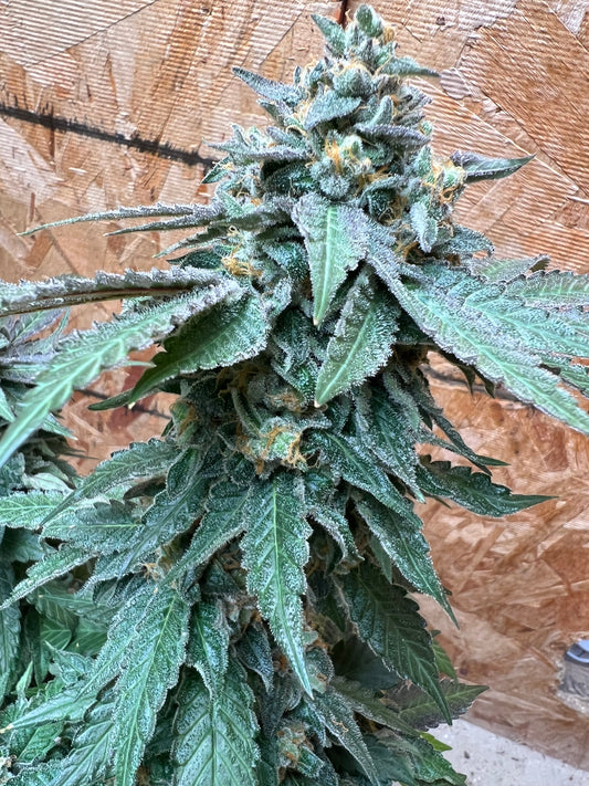 Gary Gum (12 Regular Souvenir Seeds)