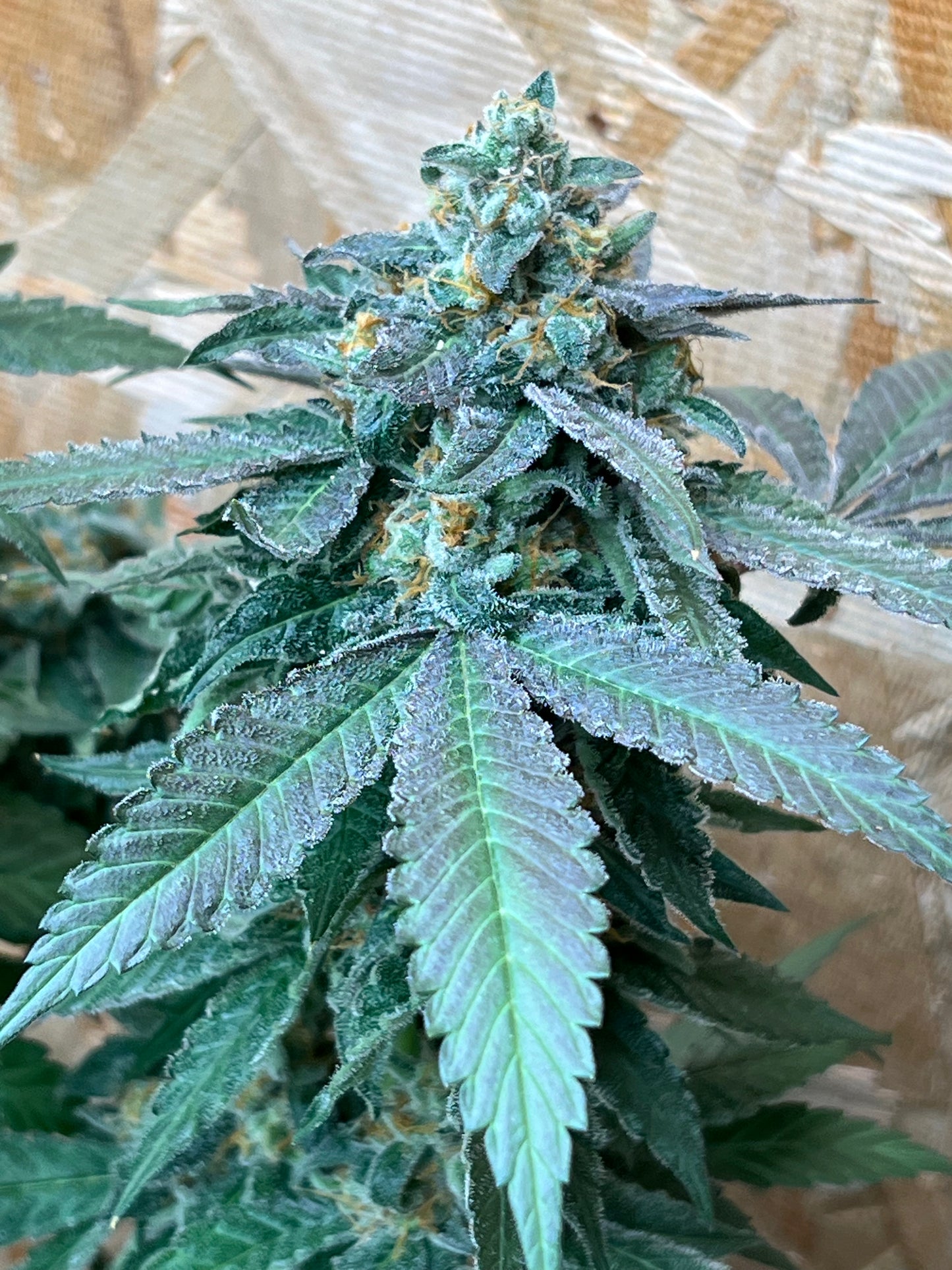 Gary Gum (12 Regular Souvenir Seeds)