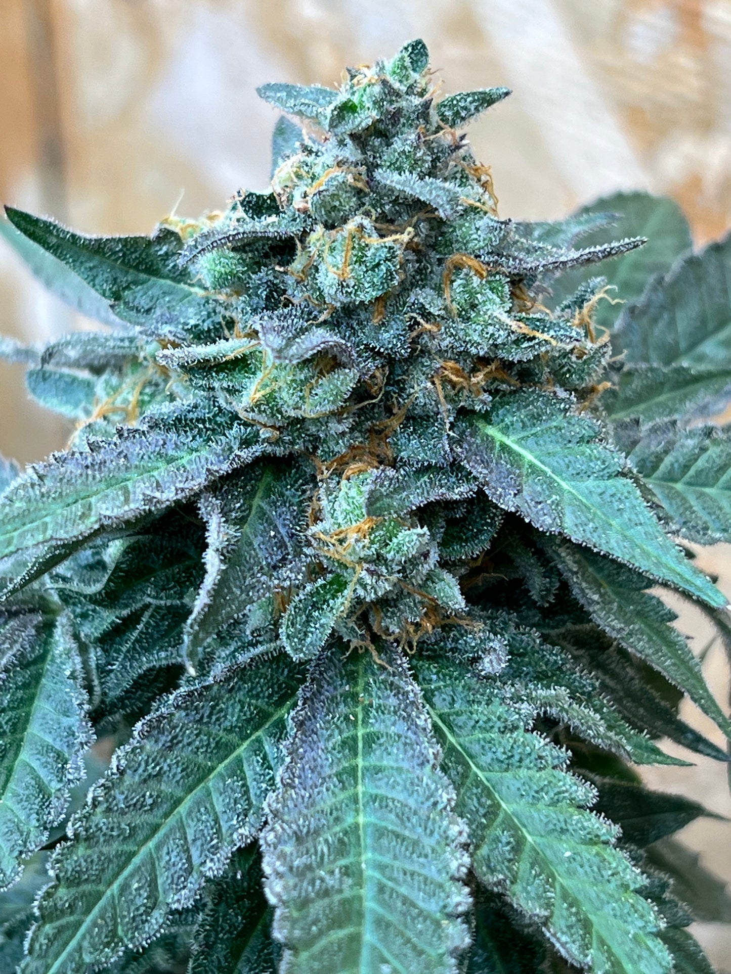 Gary Gum (12 Regular Souvenir Seeds)