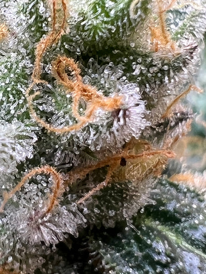 Gary Gum (12 Regular Souvenir Seeds)