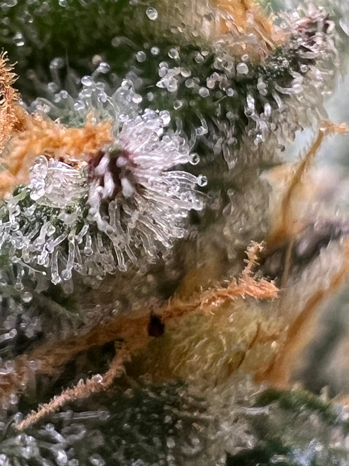 Gary Gum (12 Regular Souvenir Seeds)