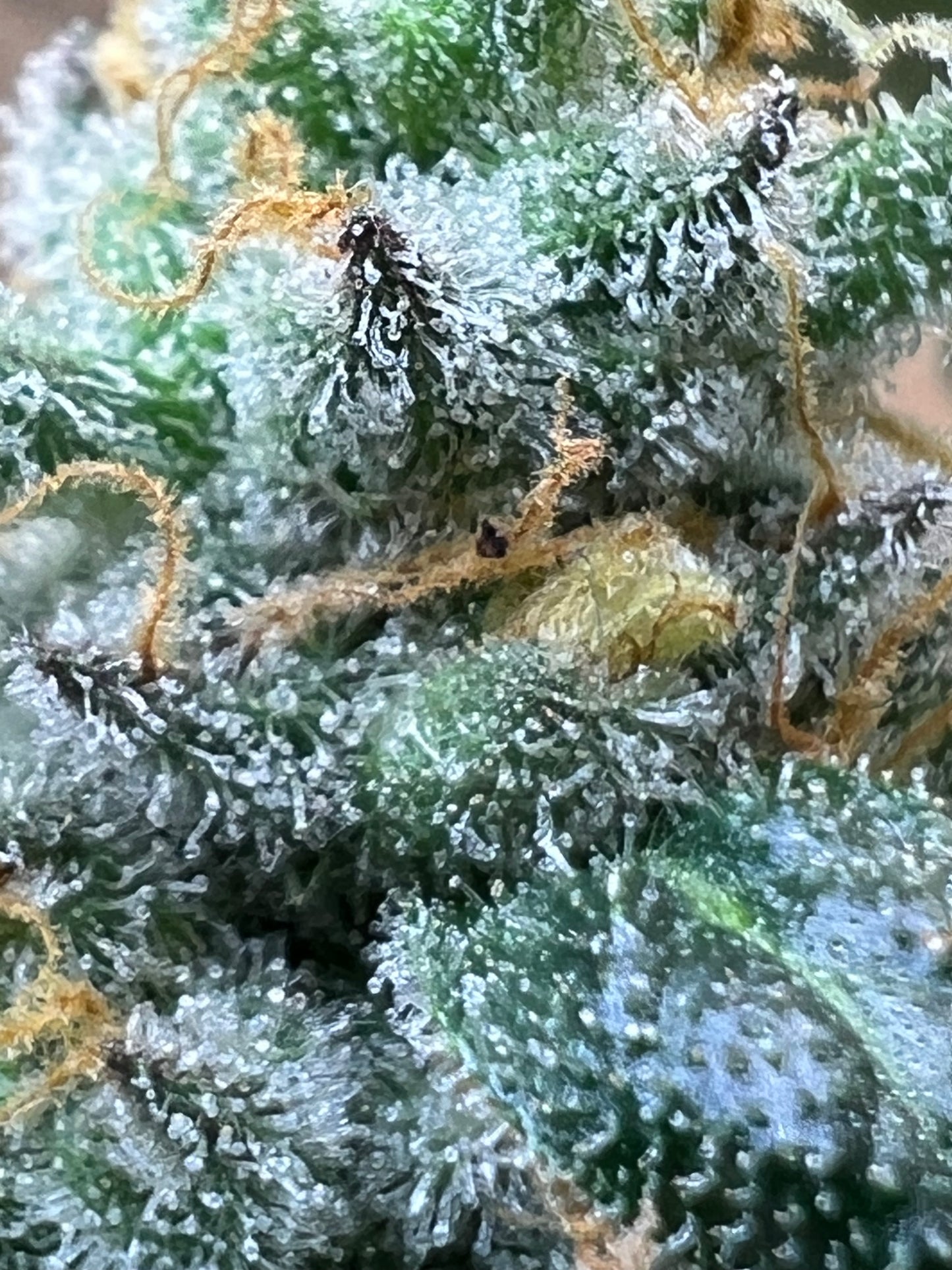 Gary Gum (12 Regular Souvenir Seeds)