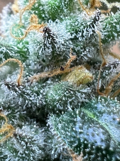 Gary Gum (12 Regular Souvenir Seeds)