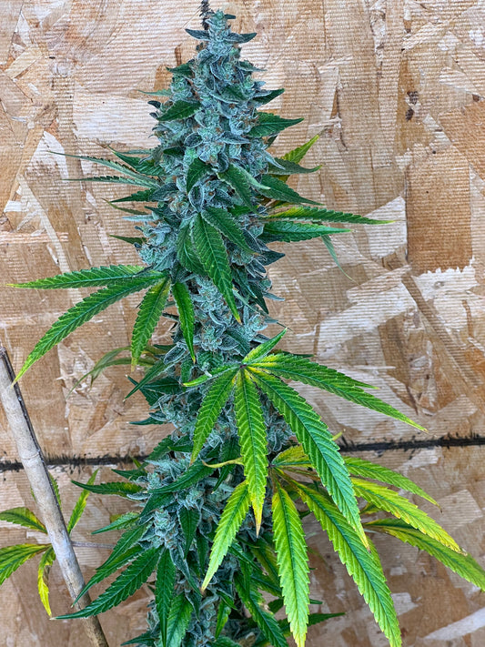 Jimi Haze (12 Regular Souvenir Seeds)
