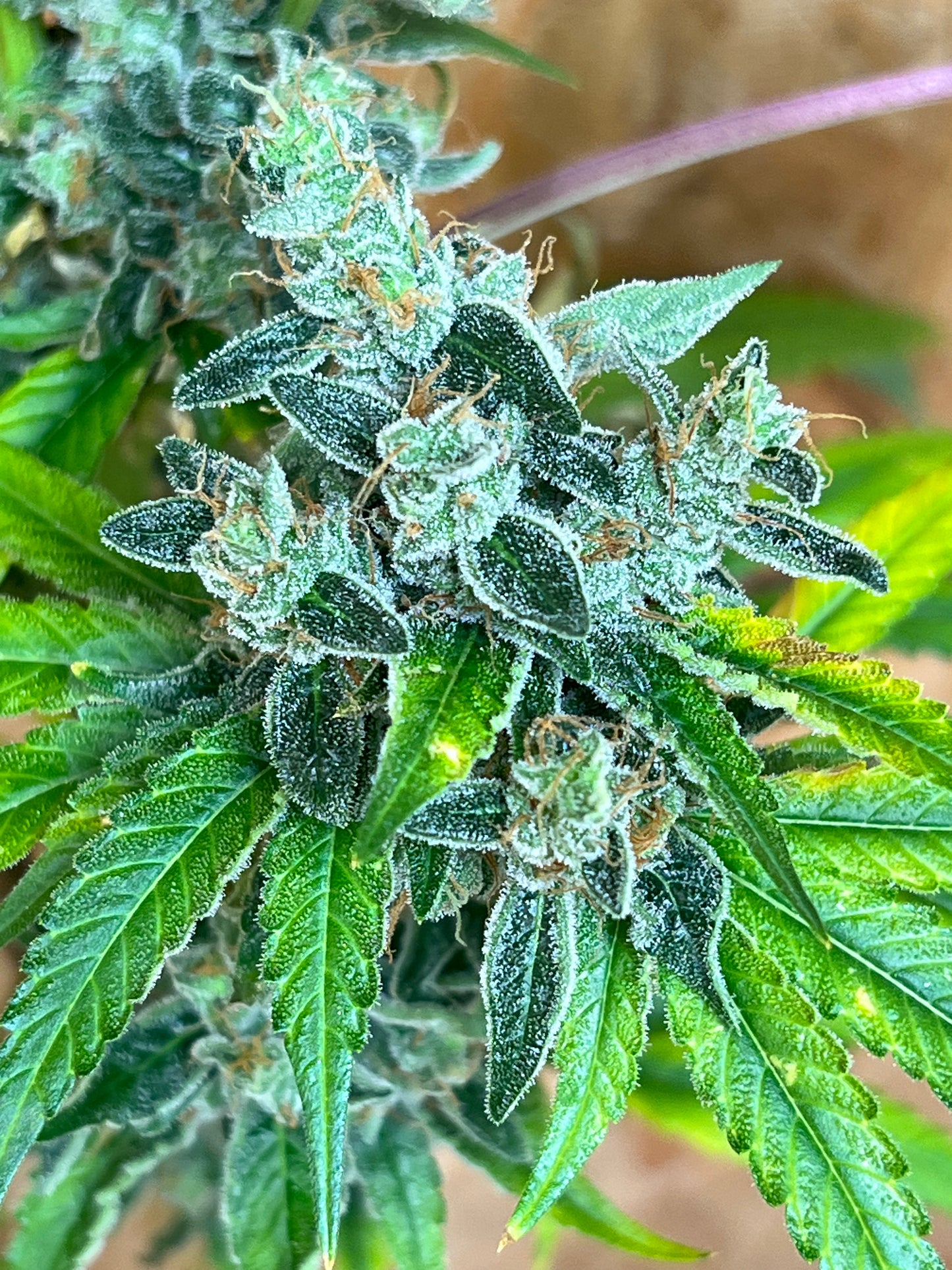 Jimi Haze (12 Regular Souvenir Seeds)