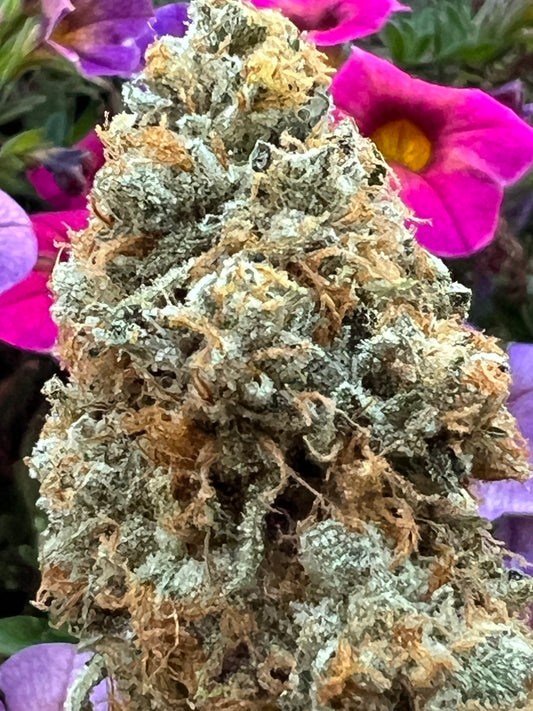 Buddhist Bubblegum (12 Regular Souvenir Seeds)