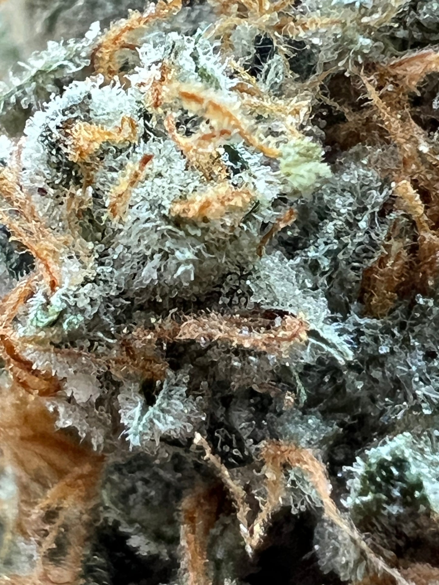 Buddhist Bubblegum (12 Regular Souvenir Seeds)