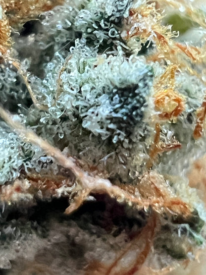 Buddhist Bubblegum (12 Regular Souvenir Seeds)