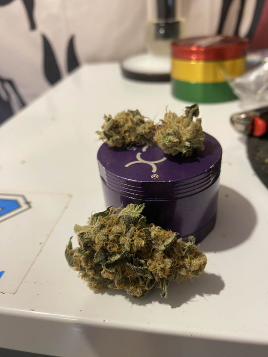 Dog Trainer (7 Souvenir Fem. Seeds)