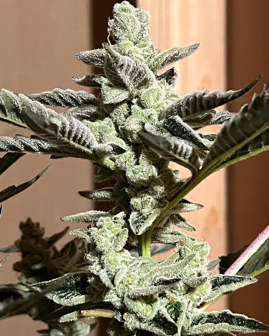 Frozen Doggy Treats (12 Souvenir Fem. Seeds)