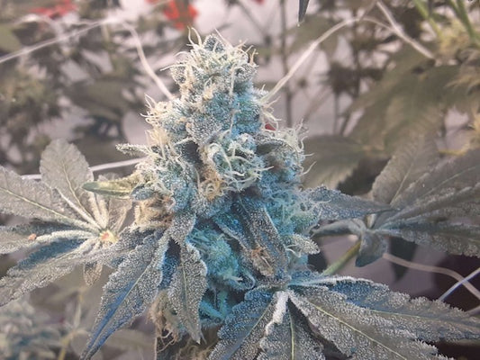 The Valley Dog (14 Novelty Fem. Seeds)