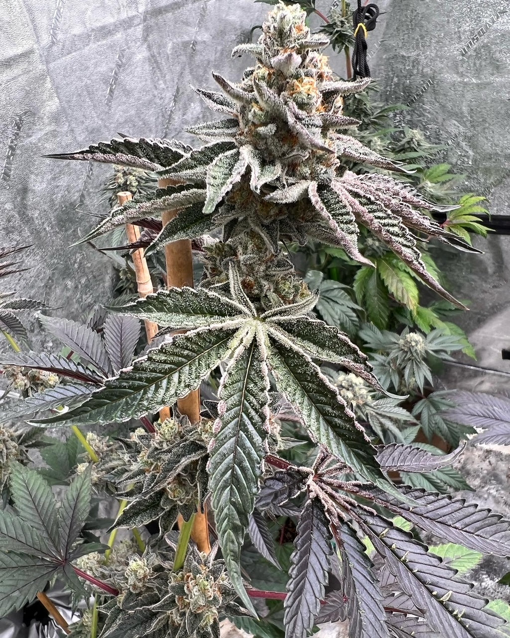 Dosi de Leché (6 Feminized Souvenir Seeds)