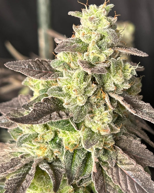 Kerosene Custard (6 Feminized Novelty Seeds)