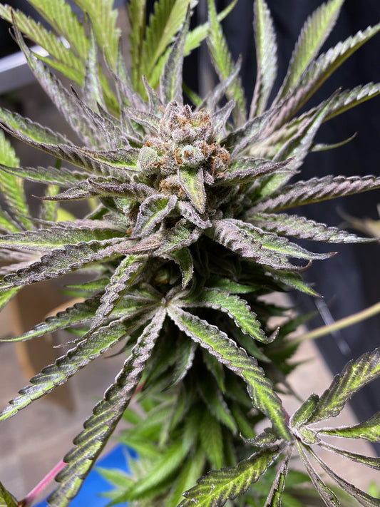 T.A.G.L.A.Y. (6 Novelty Fem. Seeds)