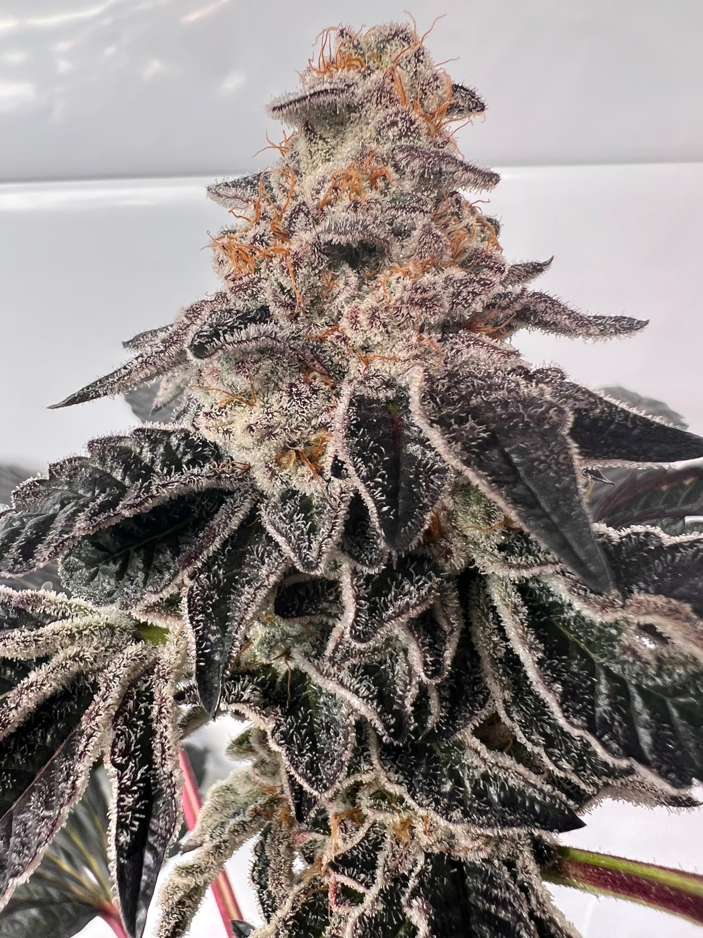 Dosi de Leché (6 Feminized Souvenir Seeds)