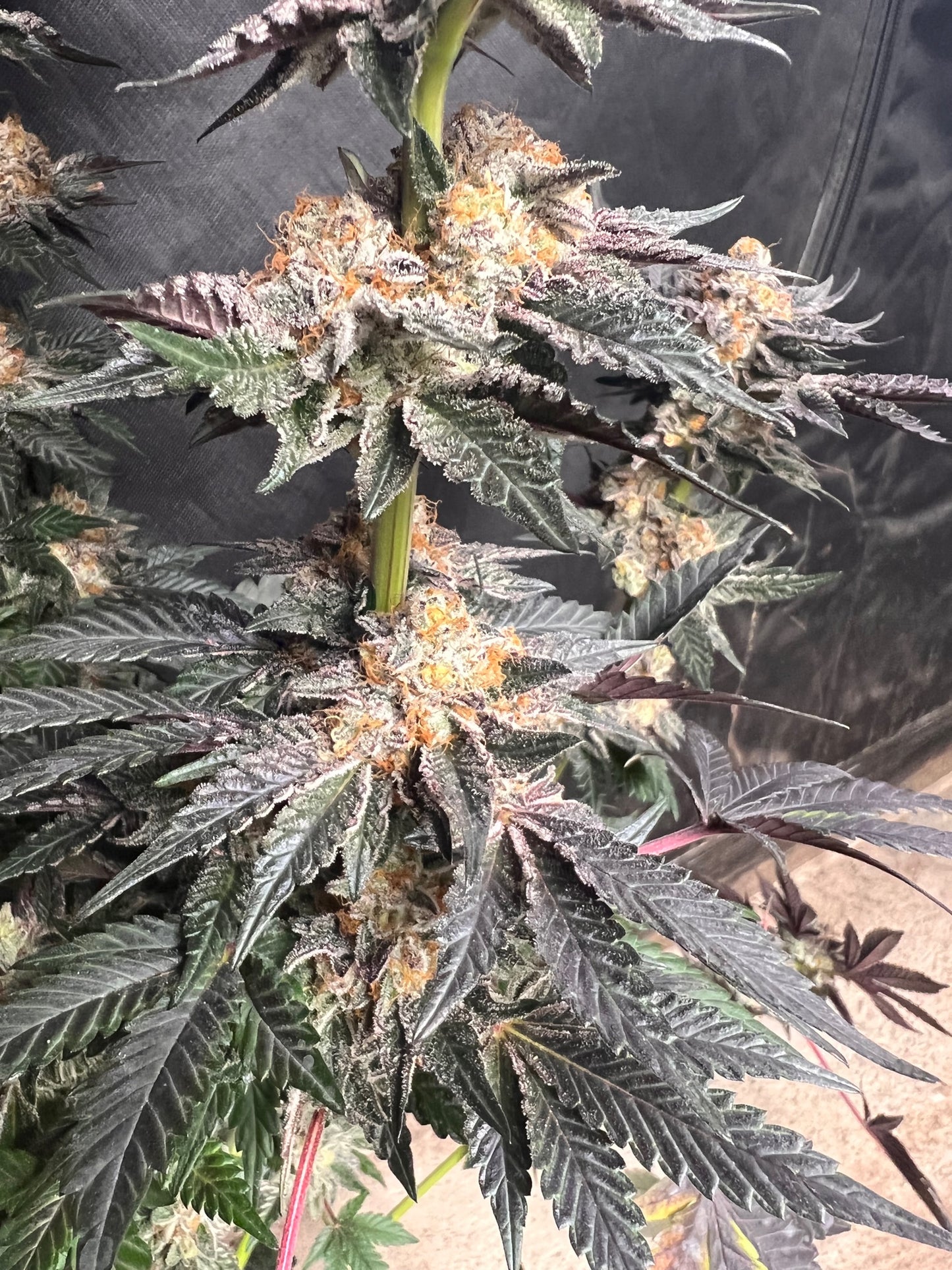 Dosi de Leché (6 Feminized Souvenir Seeds)