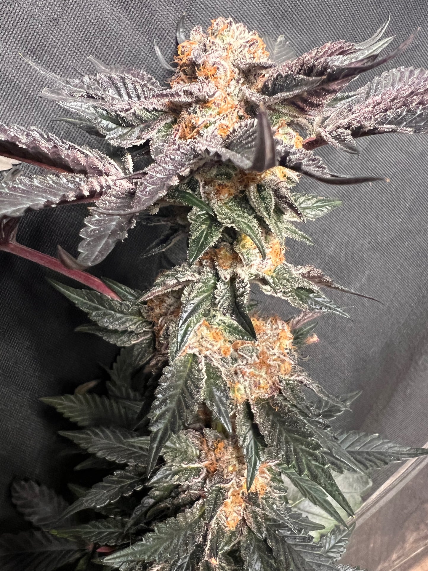 Dosi de Leché (6 Feminized Souvenir Seeds)