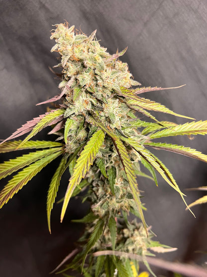 Piña Sorbeté (7 Feminized Novelty Seeds)