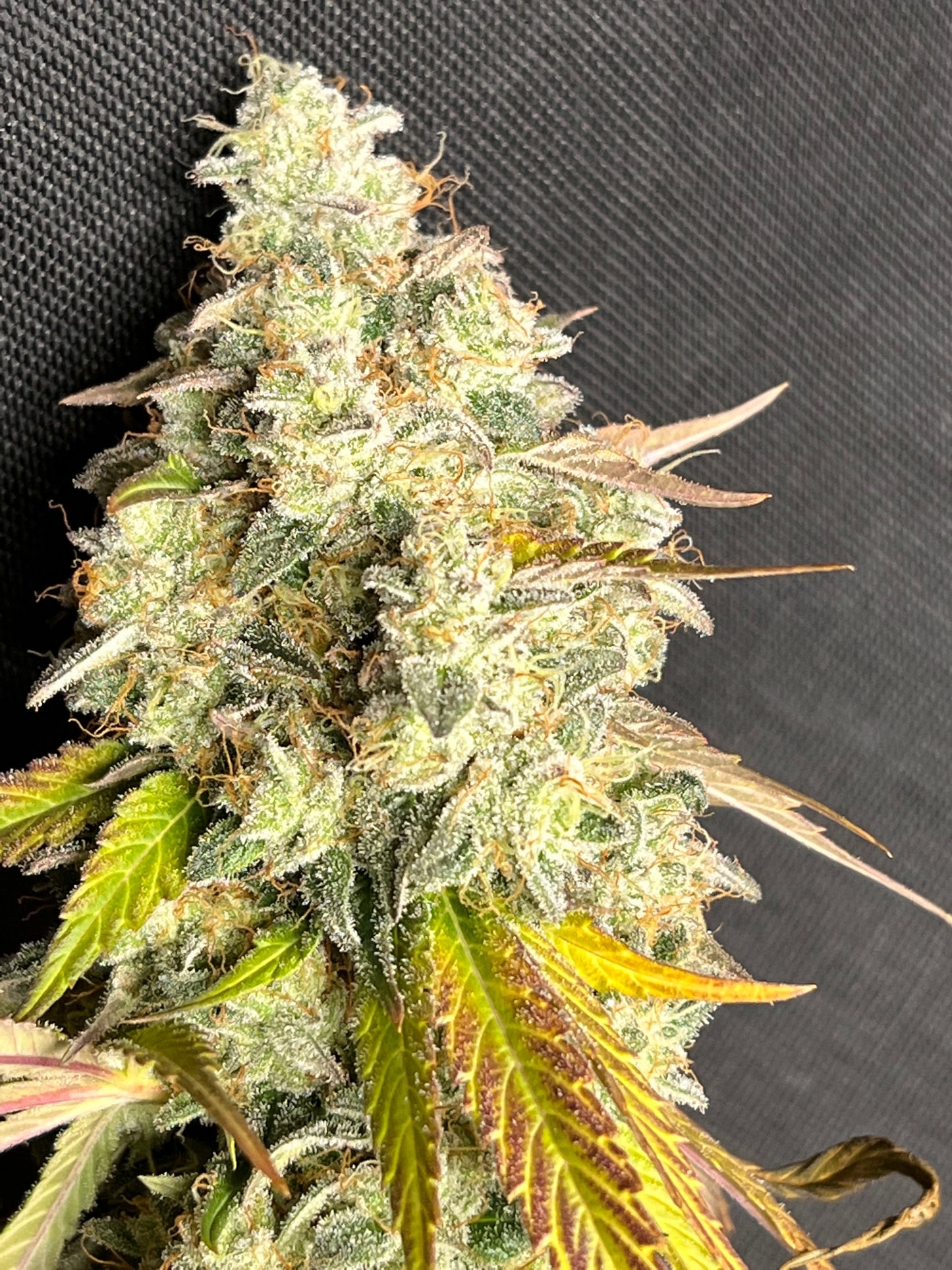 Piña Sorbeté (7 Feminized Novelty Seeds)