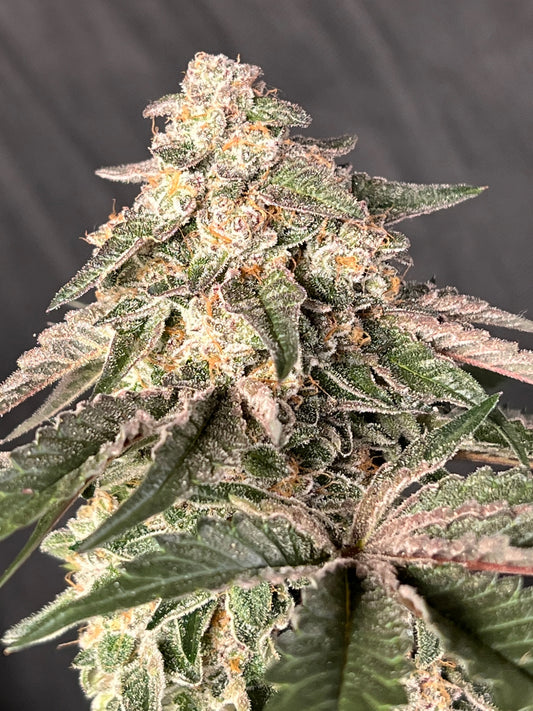 Ice Cream OG (6 feminized novelty seeds)