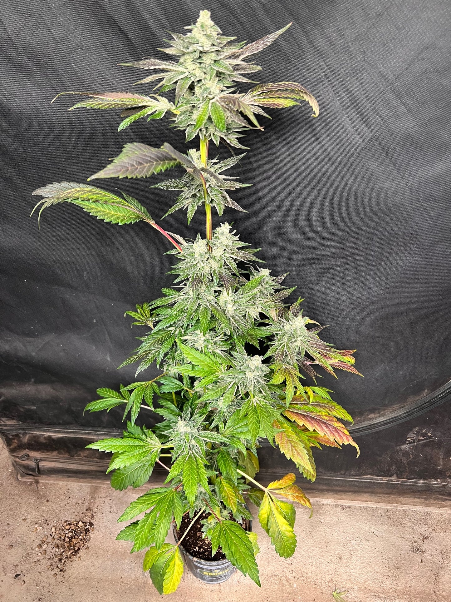 Dosi de Leché (6 Feminized Souvenir Seeds)