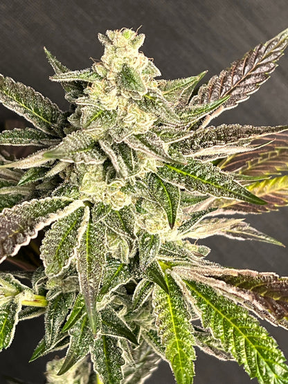 Dosi de Leché (6 Feminized Souvenir Seeds)