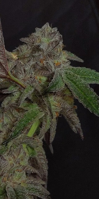 Angelic Knight (6 Souvenir Fem. Seeds)